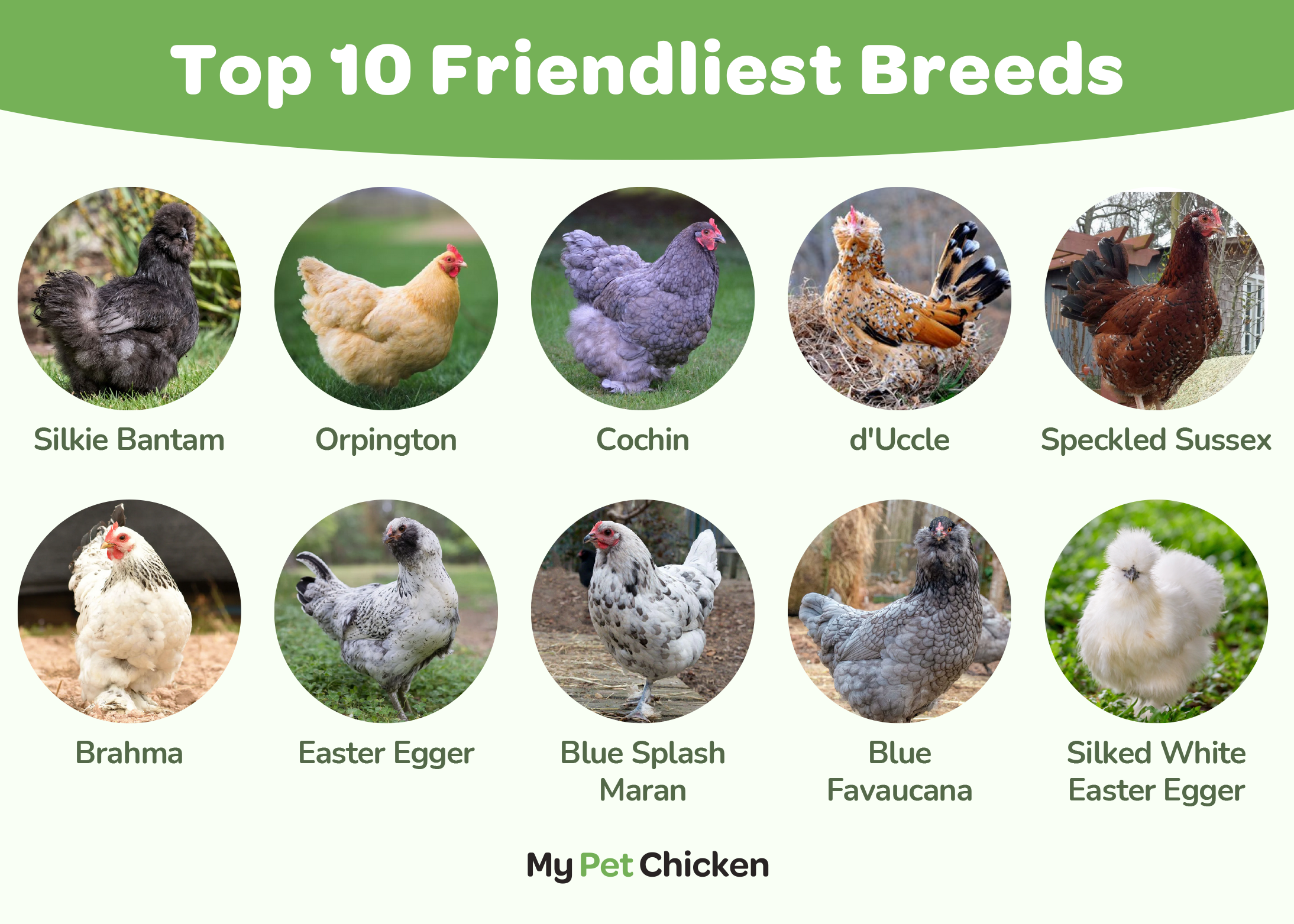 Top 10 Friendliest Chicken Breeds.