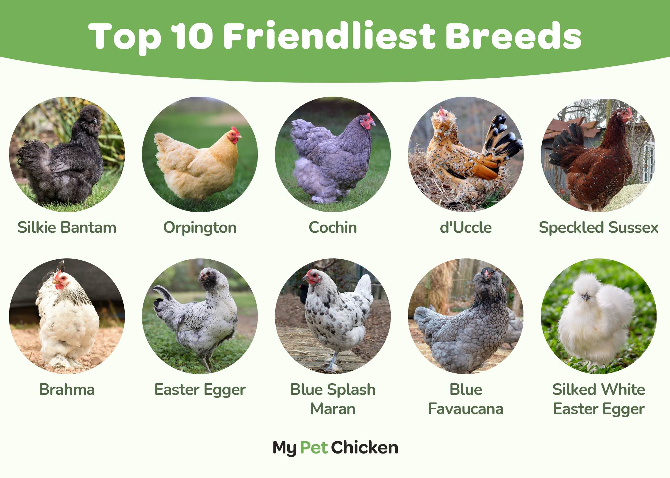 chicken breed images