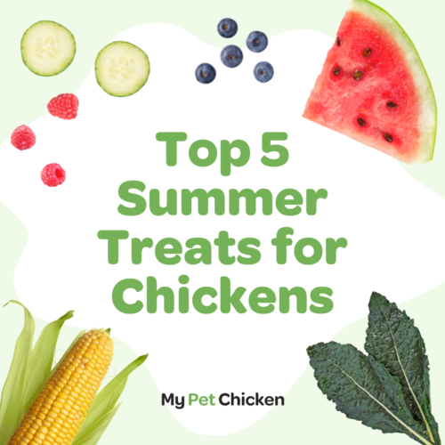 Top 5 Summer Treats for Chickens 