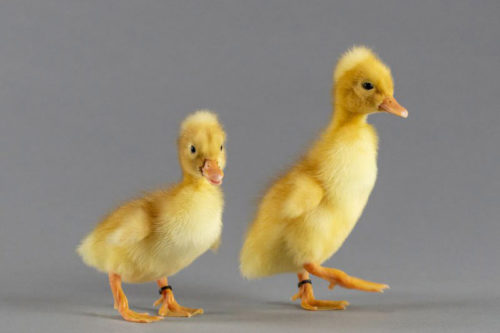 Baby ducks