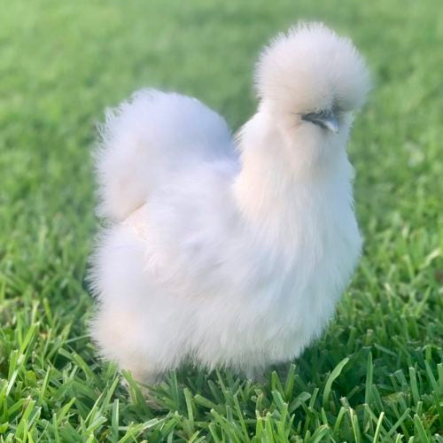 A fluffy white Silkie stands on bright green grass and is looking towards the camera.