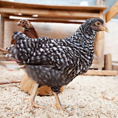 A Barred Plymouth Rock chicken pullet hangs out in a coop.