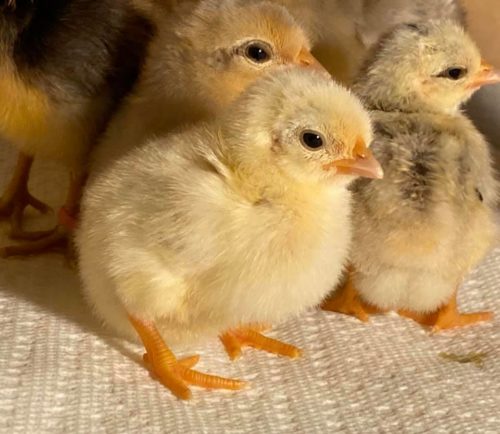 Baby chick with a full crop.