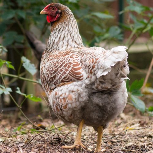 Blue Laced Red Wyandotte chicken