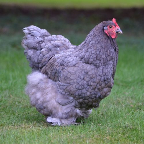 The 10 Best Chicken Breeds Picked by My Pet Chicken Staff - My Pet