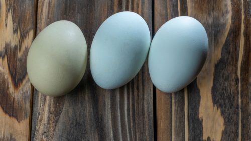 Blue and Green Chicken Eggs