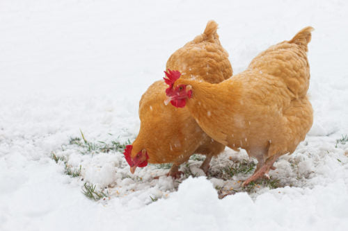 Buff Orpington chickens scratch and peck in the snow.