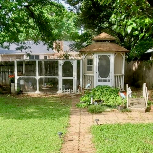 Mary Ann's chicken coop made out of a gazebo. 