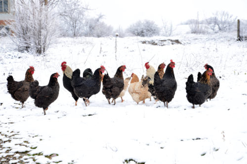 A flock of cold hardy chickens stand in a field of snow.