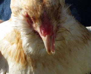 cross beak chicken