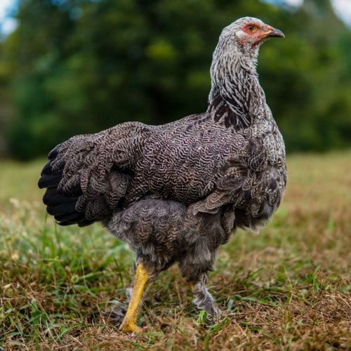 Buff lavender Brahma chicken  Chickens backyard breeds, Brahma chicken,  Chickens backyard