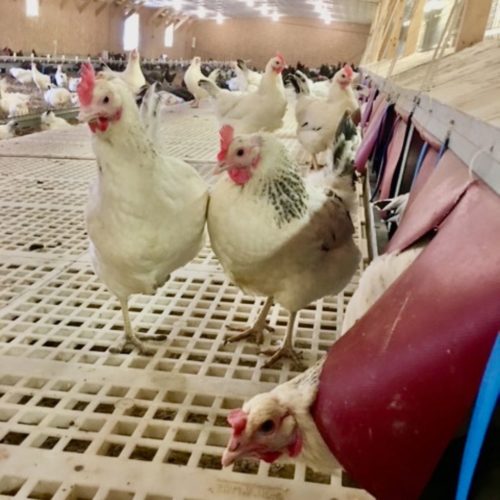 Delaware chickens shown in a clean hatchery.