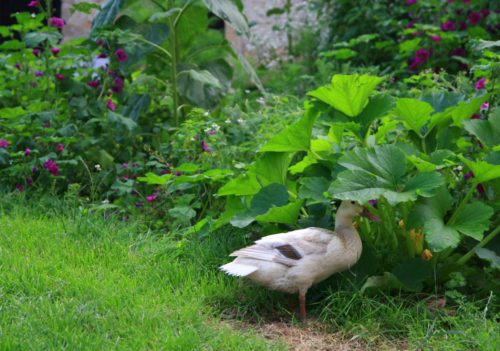 A white duck stands in a garden under a squash plant. 