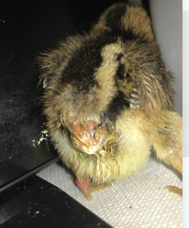 Chick with prolapsed vent