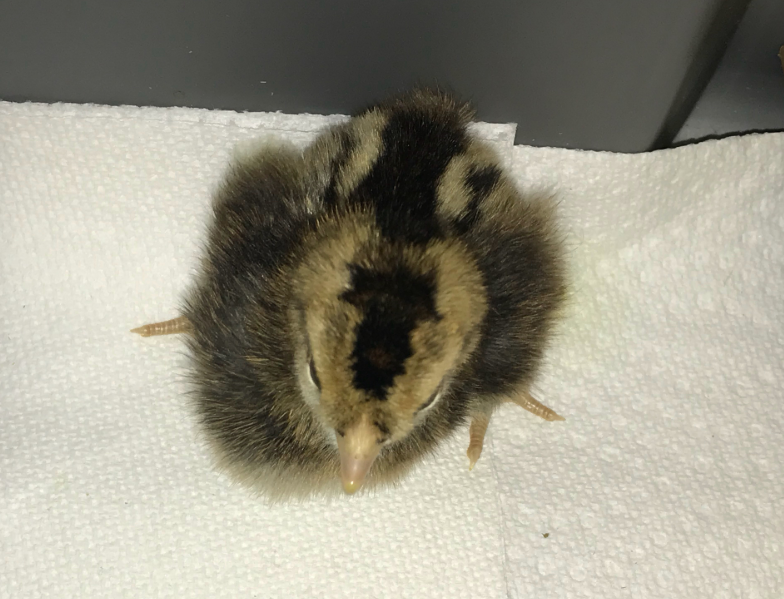 Chick with swollen right side