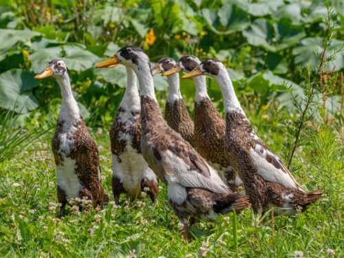 A group of runner ducks stand in a grass field. 