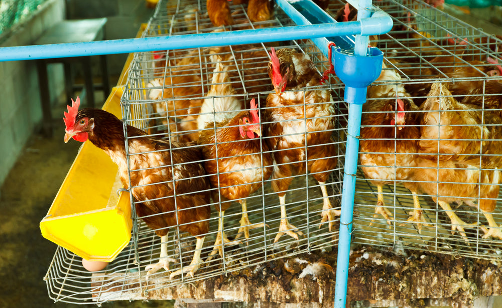 Know the3 rules of chicken farming