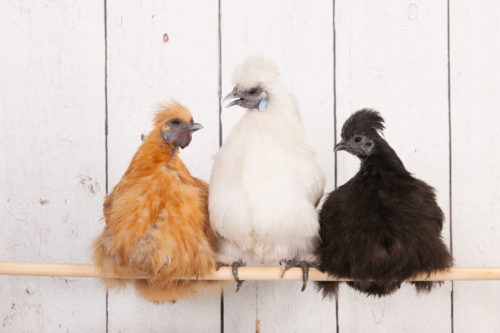 Three Silkie chickens sit on a roosting bar.
