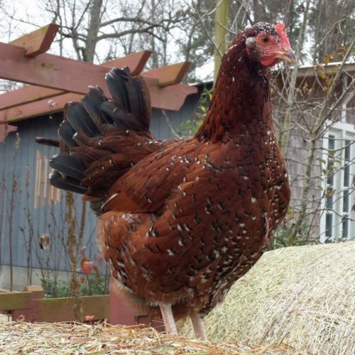 Speckled Sussex chicken