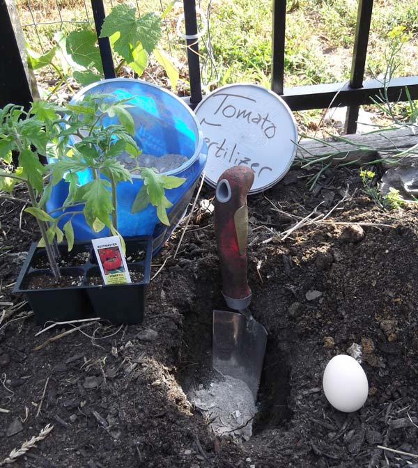 A garden bed is shown with supplies to plant a tomato plant. 