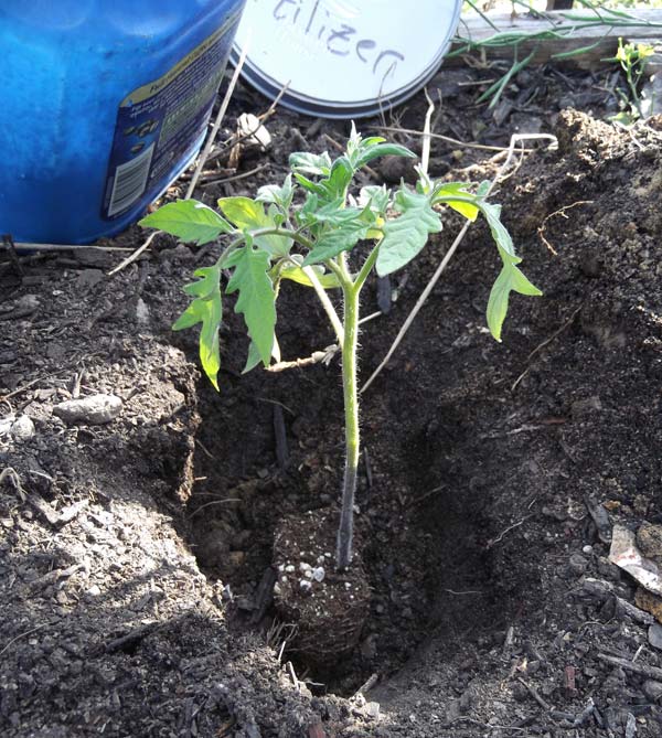 A tomato plant sits in a dirt hole ready to get planted with egg shell tomato fertilizer. 