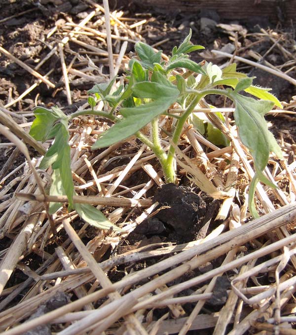 A small tomato plant is shown with mulch around the bottom of the plant. 