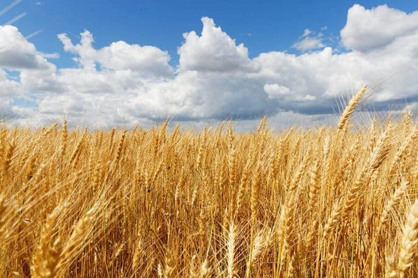 gluten free oat milk brands in a wheat field