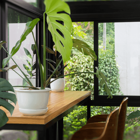 Plantas de interior sobre una mesa alta.