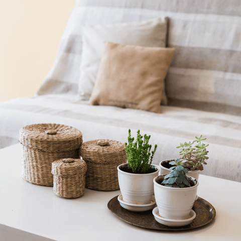 Pequeñas plantas decorativas sobre una mesa de café.