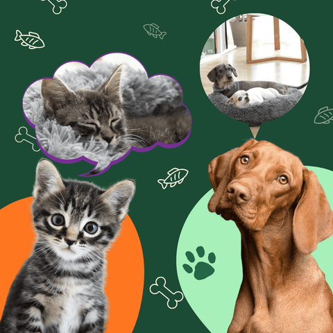 Les lits pour chiens et chats tendance en 2024