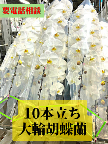 １０本立ち胡蝶蘭の価格相場ってどれくらい 選び方の方法 高級胡蝶蘭 贈答花専門店グリーンベル