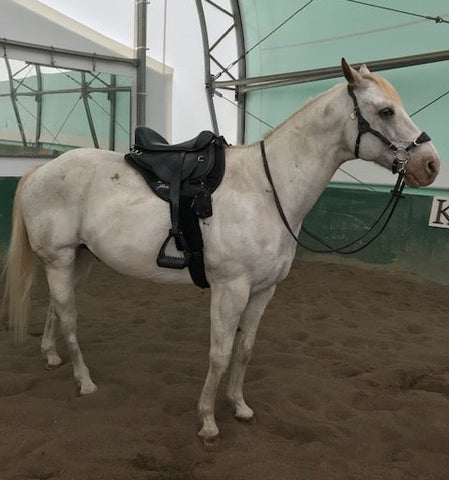  Horse wearing a Freeform Ultimate Trail Treeless Saddle