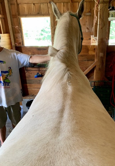 View of horse's back on level ground for saddle fitting