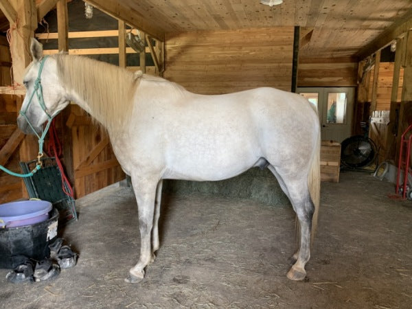 Left side of white horse on level ground for saddle fitting