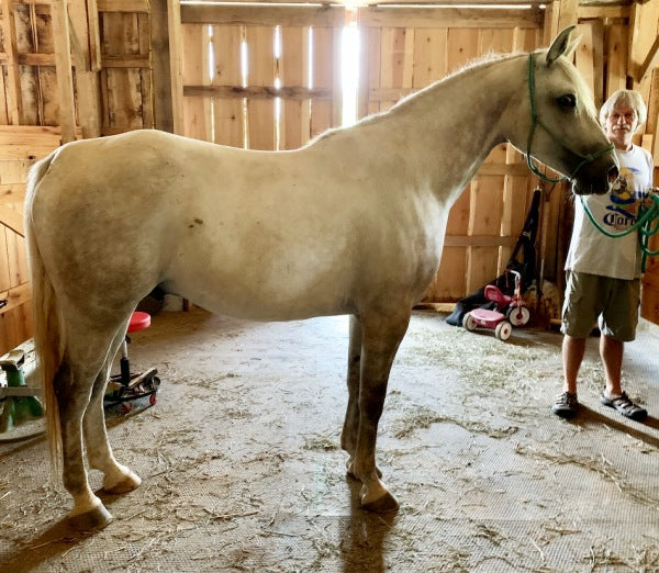 Right side of white horse on level ground for saddle fitting