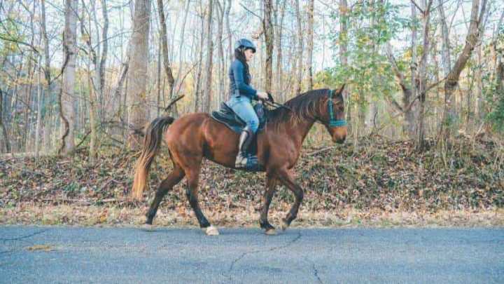 Gaited horse ridden in a Freeform Scout Treeless Saddle in the country.