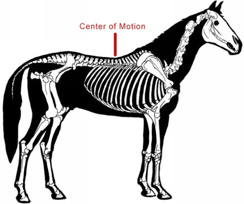 Diagram showing the Horse's Center of Motion