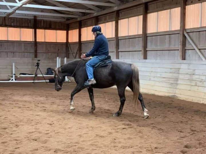 Gaited horse doing head down exercise in an Ivy Schexnayder clinic