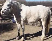 1200 lb horse with 88" heart girth