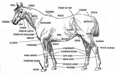 anatomy of the horse chart