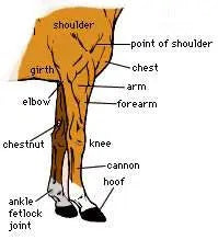 Anatomy of the front leg of the horse showing location of the elbow.