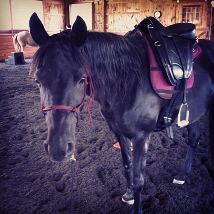 Picture of a black horse looking at the camera wearing a Freeform treeless saddle in an indoor riding arena.