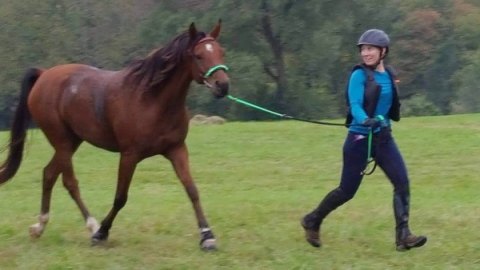 Woman trotting her bay Arabian horse in hand on the grass after a 50 mile endurance ride.