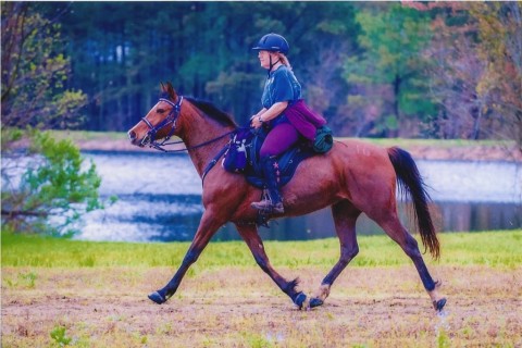 Nancy Sluys riding her bay endurance horse, Zanie, by a lake in a Freeform Classic shortback treeless saddle.