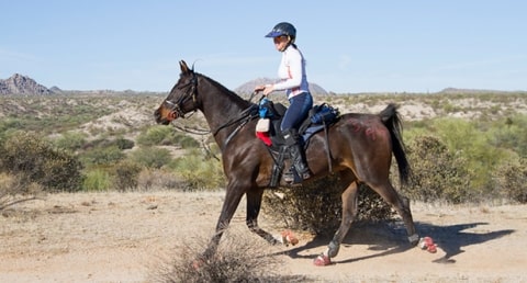 Female endurance rider trotting across the desert on her brown Arabian horse riding in a Freeform treeless saddle.