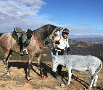 Woman standing at the top of a hilly range between her gray Arabian horse and pet grey donkey after a ride in her Freeform treeless saddle.