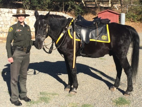 Female mounted police officer standing next to her black horse wearing a Freeform treeless saddle.