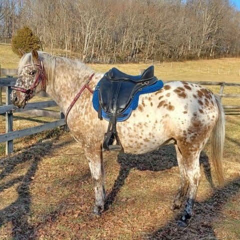 hard to fit spotted Appalossa horse standing by a fence wearing a Freeform treeless saddle.