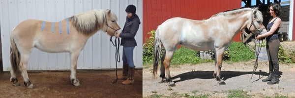 Svenna before and after six months with her treeless saddle, right view.