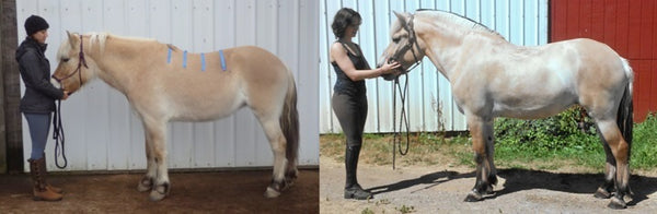 Svenna before and after six months with her treeless saddle, left view.